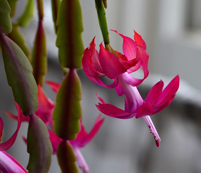 Christmas cactus in light