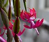 Christmas cactus thumbnail
