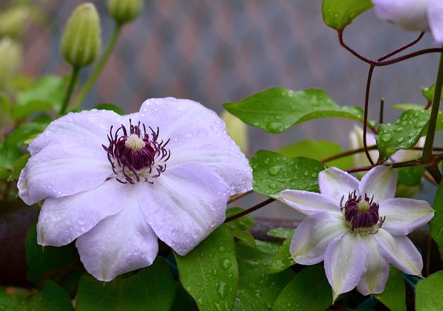 Clematis picture