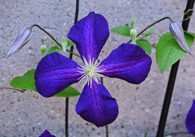 Clematis Jackmanni