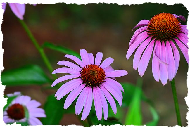 Purple coneflower picture