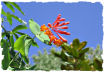 Coral honeysuckle picture