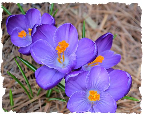 Purple crocus picture