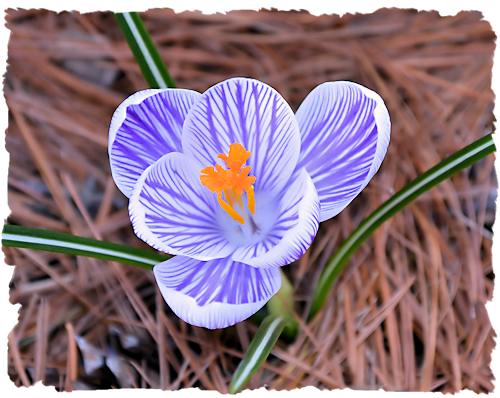 Purple and white crocus picture