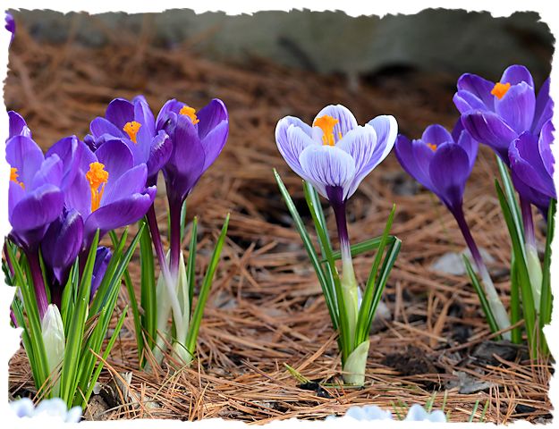 Purple crocus 2014 picture