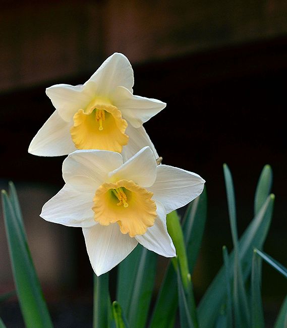 Daffodil picture