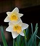 Daffodil picture