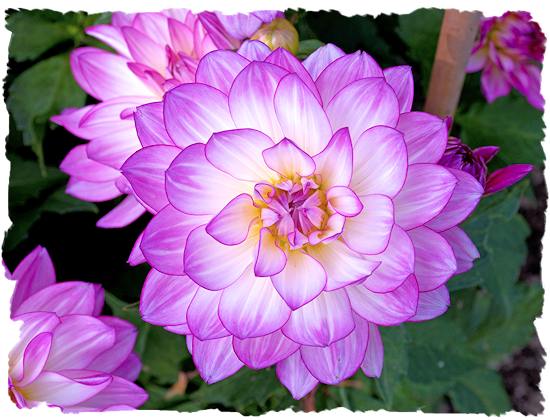 Purple dahlia picture
