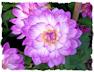 Purple dahlia picture