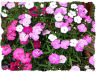 Dianthus picture