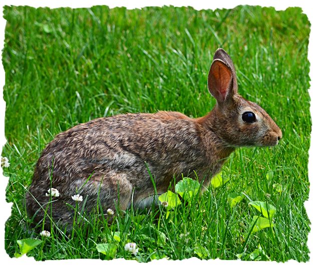 Easter cottontail rabbit picture