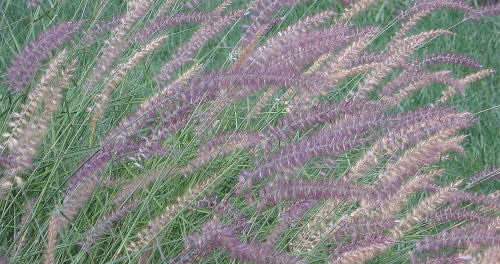 Purple fountain grass picture