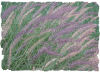 Fountain grass picture