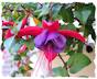 Purple fuchsia picture