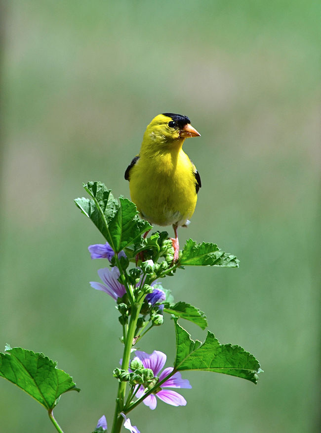 goldfinch