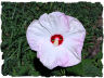 Hibiscus picture