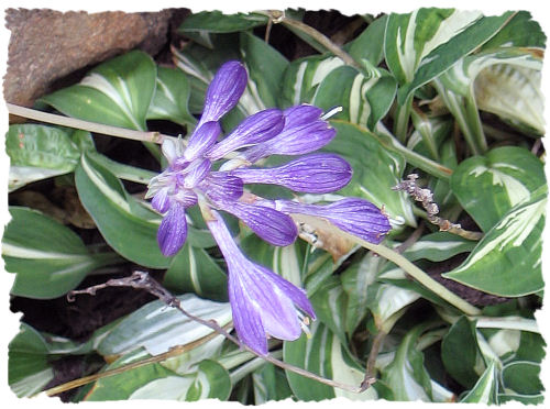 Purple hosta picture