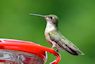 Hummingbird picture