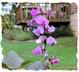 Hyacinthbean picture