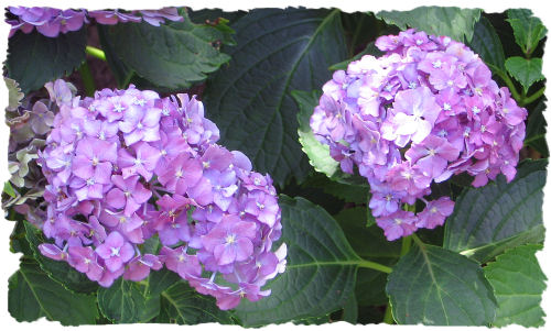 Purple hydrangea picture