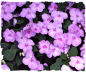 Purple impatiens picture