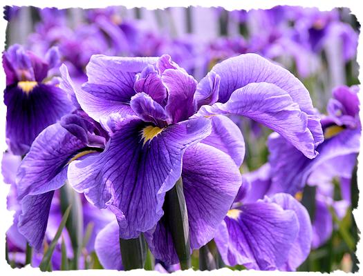 Purple iris picture