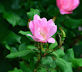 Blushing knockout rose