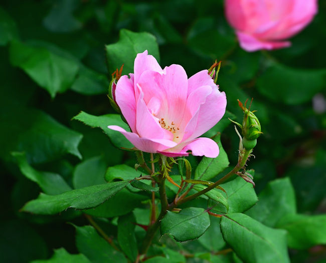 Blushing knockout rose
