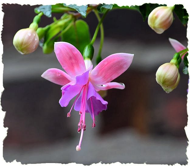 Lavender fuchsia picture