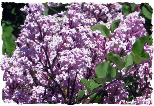 Purple lilac picture