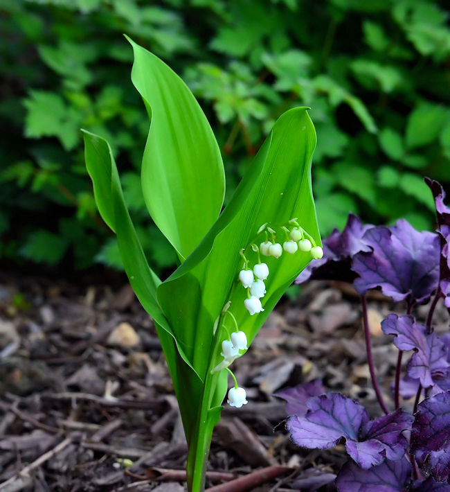 Lily of the Valley (Convallaria majalis) picture