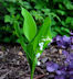 Lily of the Valley
