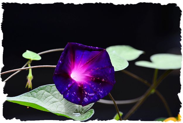 Purple morning glory picture