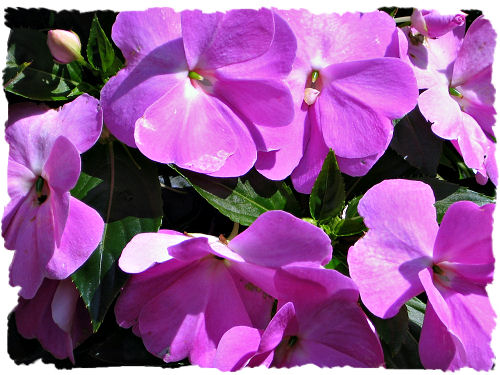 Purple New Guinea impatiens picture