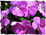 New Guinea impatiens picture