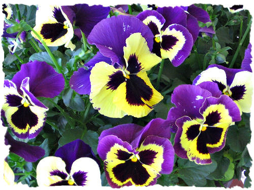 Purple pansy picture