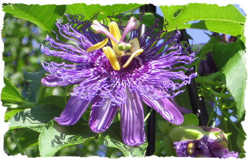 Purple passionflower picture