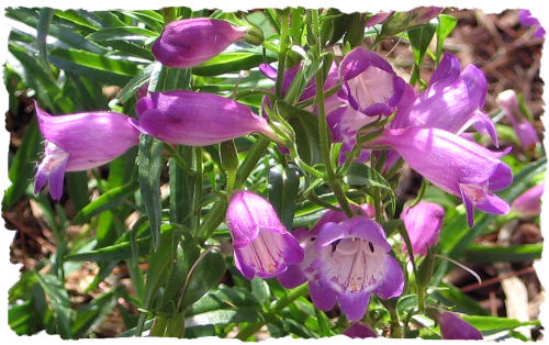 Penstemon Pike's Peak Purple picture
