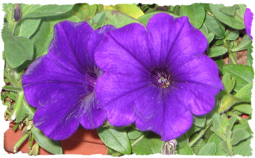 Purple petunia picture