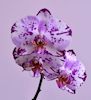 Phalaenopsis orchid thumbnail