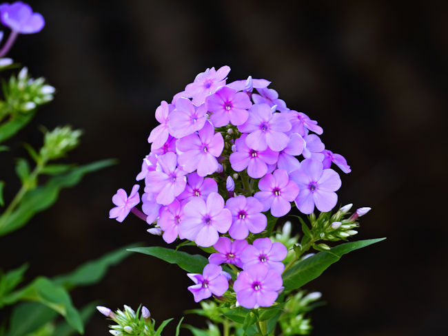 Purple phlox picture