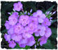 Purple phlox picture