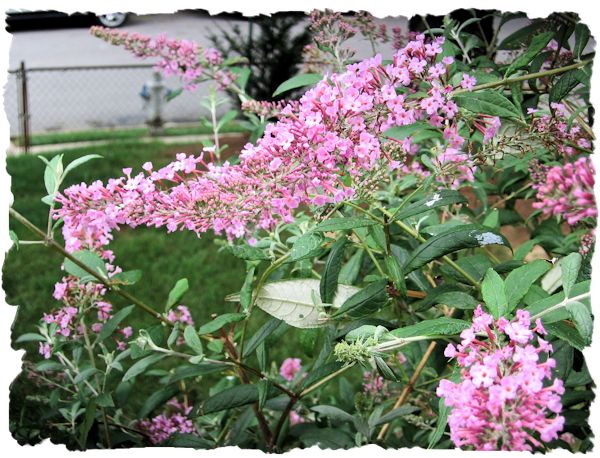 Pink delight butterfly bush picture