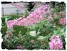 Pink delight butterfly bush picture