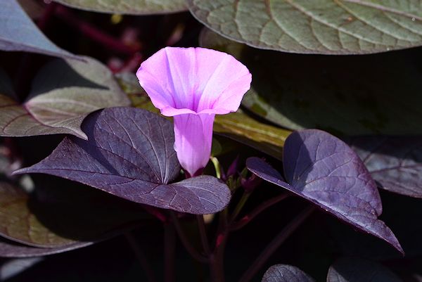 Sweet potato vine - Ipomoea batatas 'Sweet Caroline Sweetheart Purple' picture