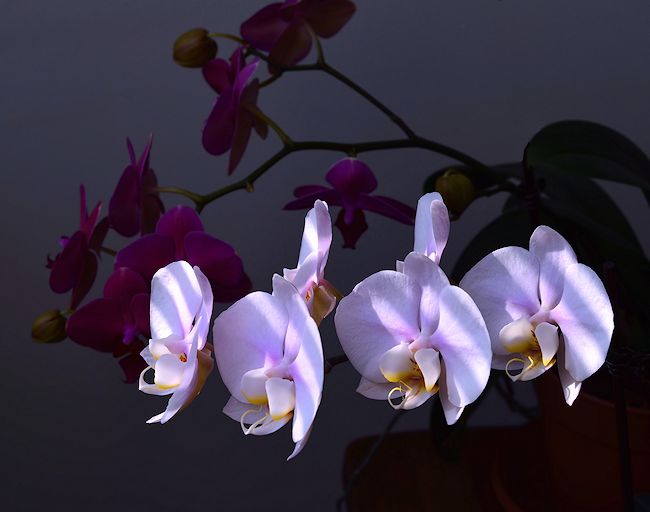 Purple and white orchids
