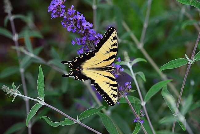 Purple butterfly bush
