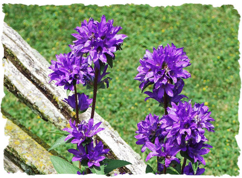 Purple clustered bellflower picture