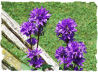 Purple clustered bellflower picture