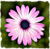 Purple daisy picture
